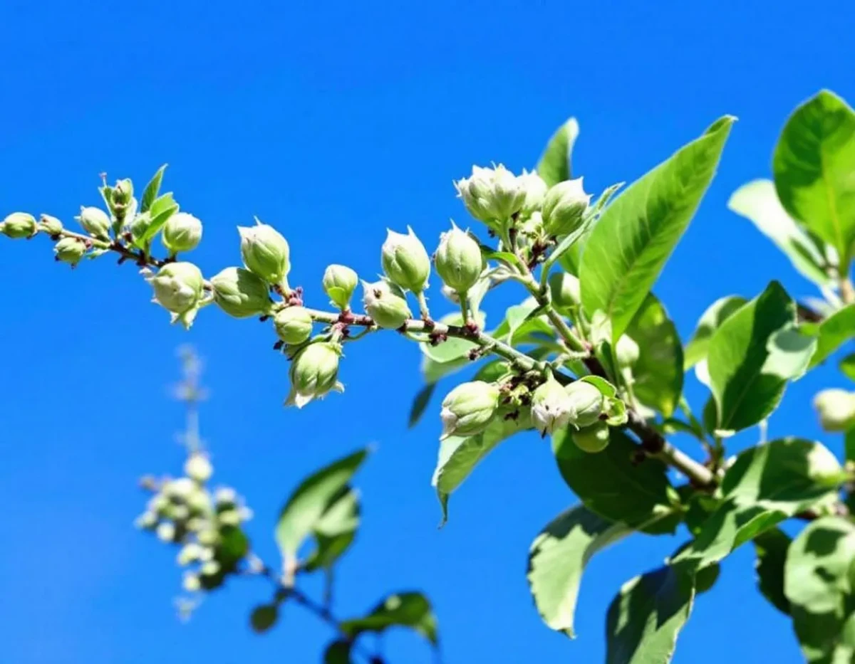 Les plantes vivaces qui résistent à 40°C : Leur secret pour une robustesse exceptionnelle